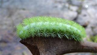 Automeris sp Saturniidae Caterpillar Central Andes Colombia [upl. by Lilly]