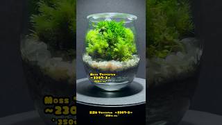 Moss Terrarium ～23072～ コケリウム shorts terrarium 苔テラリウム 苔 moss 苔Moss [upl. by Peppard]