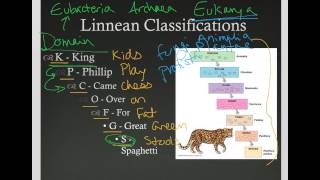 Linnaean Classification [upl. by Baal970]