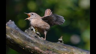 Scricciolo Troglodytes troglodytes [upl. by Imarej]