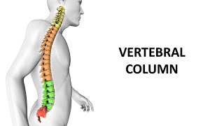 Vertebral columna preliminary and overall discussion Prof Dr Md Ashfaqur Rahman [upl. by Tonia]