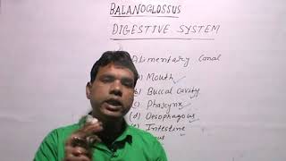 BALANOGLOSSUSDigestive System [upl. by Maryanne715]