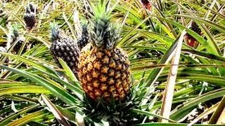 Cultivo de Piña Características y recetas Anana  TvAgro por Juan Gonzalo Angel [upl. by Oakes898]