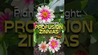 Why You Should Grow Profusion Zinnias shorts zinnia foryou [upl. by Maclaine42]