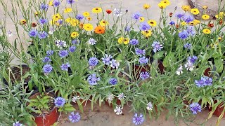 SEE How To GROW n CARE For Cornflower PERFECTLY [upl. by Stratton]