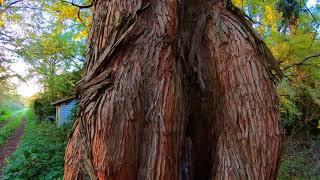 Der Baum aus der quotUrweltquot Metasequoia Glyptostroboides [upl. by Sinnard515]