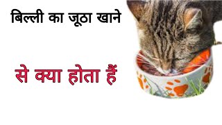 बिल्ली का जूठा खाने से क्या होता हैं billi ka jutha khane se kya hota hai। Billi ka jutha [upl. by Arehs]