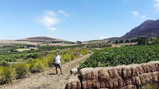 Chris Mullineux on old vine Chenin Blanc in the Swartland South Africa [upl. by Rothberg794]