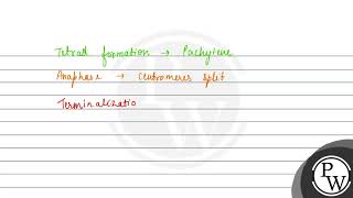 Select the correct statements A Tetrad formation is seen during Leptotene B During Anaphase [upl. by Meade332]