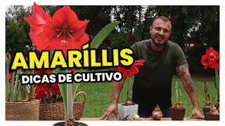 AMARÍLLIS  DICAS DE CULTIVO [upl. by Noelopan]