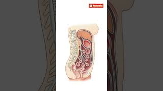 Cavitas abdominis sagittal kesit anatomi anatomy anatomist peritoneal [upl. by Hazlett]