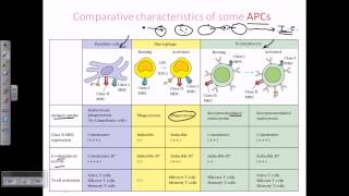 Comparison of different antigen presenting cells [upl. by Benedict]