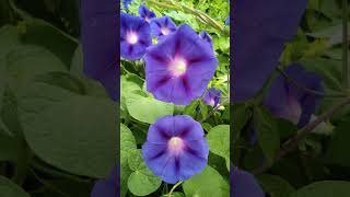 Ipomoea purpurea flower plant [upl. by Fabrianna]