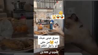 نظرتها بتقوله لو راجل اتكلم جوعانو هههههههه اكسبلور ضحك funny قطط [upl. by Irish]