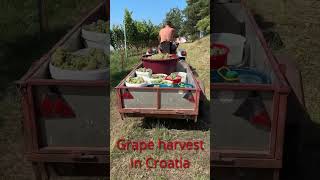 Grape harvest in Croatia [upl. by Carisa]