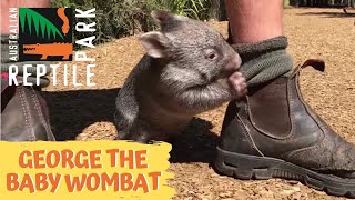 George the baby wombat [upl. by Coyle836]