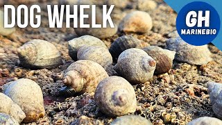 Species Spotlight  Dog whelk Nucella lapillus [upl. by Skricki890]