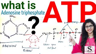 What is ATP  What Is Adenosine Triphosphate  Function Of ATP  Structure Of ATP [upl. by Kiran671]