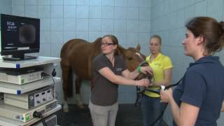 Tierklinik Gessertshausen  Bronchoskopie am Pferde [upl. by Hildagard]