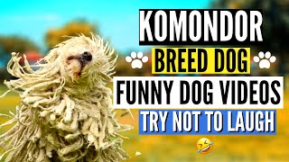 Can’t stop laughing at these Komondor amp Puli Breed Dog  Dog Funny Videos Complications 2021 [upl. by Maryn]