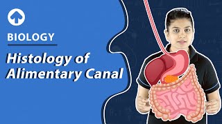 Histology of Alimentary Canal  Biology [upl. by Ibby]