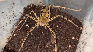 Housing My Heteropoda Boei Huntsman Spider [upl. by Viridis]