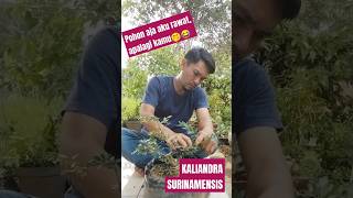 KALIANDRA SURINAMENSIS HASIL CANGKOKAN bonsai kaliandra surinamensis [upl. by Thunell45]