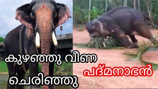 കുഴഞ്ഞു വീണ പദ്മനാഭൻ എന്ന ആന ചെരിഞ്ഞു  paramekkavu padmanabhan latest news  elephant video [upl. by Marelya347]