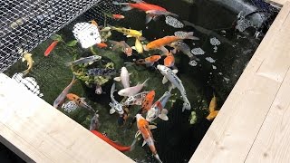 Koi Stock Tank in the Garage  Winter Update Part 2 of 2 [upl. by Ativ375]