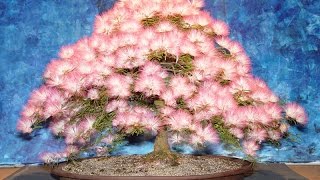 BONSAI PARA INICIANTES  CALLIANDRA  42 [upl. by Lotus]