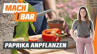 Paprika vorziehen anbauen amp pflegen – alles zum Gemüseanbau 🫑  OBI [upl. by Aillicirp812]