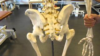 Surface Anatomy Pelvis skeletal model [upl. by Schmitz]