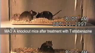 MAO A knockout mice before and after drug treatment [upl. by Lilhak]