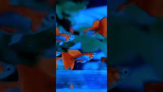 Beautiful guppy viralvideo shorts aquariumfish edited amp collected [upl. by Melvena]