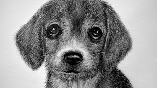 CÓMO DIBUJAR UN PERRO  PELAJE DE ANIMALHOW TO DRAW A DOG [upl. by Enait800]