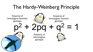 The HardyWeinberg Principle Watch your Ps and Qs [upl. by Genna]