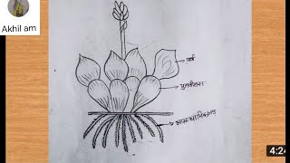 How to draw eichhornia crassipes labelled drawingWater Hyacinth ki drawingjalkumbhi Ka Chitra [upl. by Kenta]