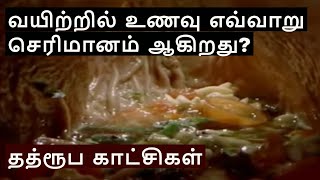 How the Digestive System Works   Tamil  Niruban Talks [upl. by Hosbein]