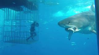 Great white shark swims into cage [upl. by Uis114]