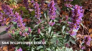 Agastache Hummingbird Mint [upl. by Ahsenot]