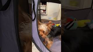 Yorkie Tries to Reach Toys Cute Barking Demands Ensue 🐾🐾🐾 [upl. by Norrabal207]