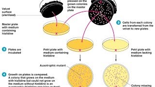 Colony hybridization assay [upl. by Enomrej]