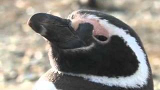 Ep 6 How have penguins adapted [upl. by Anwadal]