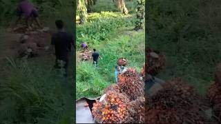 Harvesting Tons of Oil Palm Fruit HappyFarm85 satisfying shorts [upl. by Kailey321]