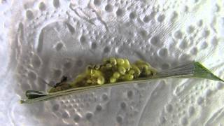 Cotesia glomerata hatching and instant mating [upl. by Guillemette]