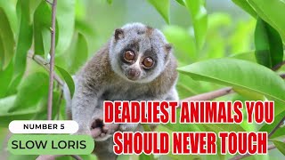 Slow Loris  deadliest animals to touch  😲 look at the pinned comment shorts [upl. by Wj]