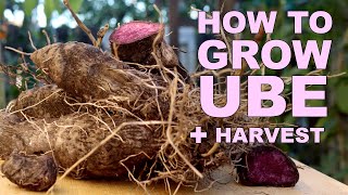 How To Grow Ube Purple Yam  Harvest [upl. by Derk]