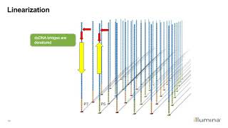 Learn about Illuminas NextGeneration Sequencing Workflow [upl. by Ecinna993]