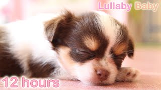 ☆ 12 HOURS ☆ Puppy Sleeping Music ♫ ☆ RELAXING MUSIC ☆ Sleep music for dogs ♫ Calm Dog [upl. by Adnalram]