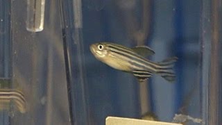 Cancer Research Focuses on Zebrafish [upl. by Leonidas36]